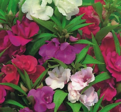 Picture of Balsam - Dwarf Bush Flowered Mix